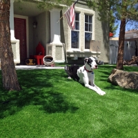 Artificial Animal Shelter Anza California Installation Pools