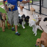 Artificial Grass La Jolla, California Pet Paradise, Dogs Park