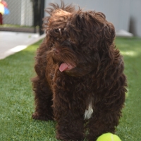 Best Artificial Grass San Diego, California Drainage, Dog Kennels