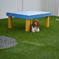 Fake Lawn Rancho Santa Fe, California Indoor Dog Park, Grass for Dogs