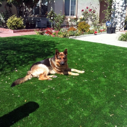 Artificial Pet Grass Cathedral City California Installation