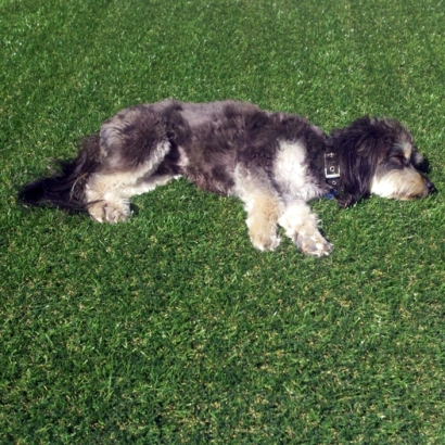 Artificial Pet Turf Sunnyslope California Installation Pools