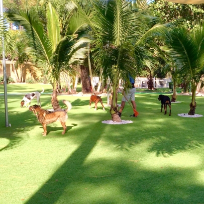 Artificial Turf Solana Beach, California Indoor Dog Park, Dog Kennels