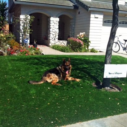 Fake Pet Grass Rancho San Diego California Installation