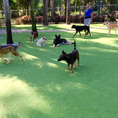 Grass Installation Valley Center, California Pet Grass, Dogs Park