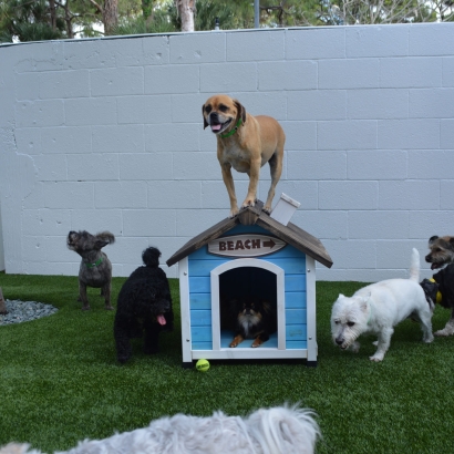 How To Install Artificial Grass Ramona, California Dog Parks, Dogs