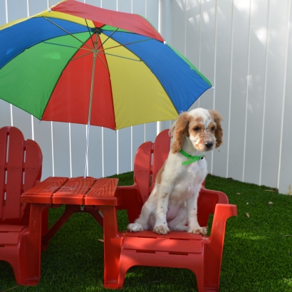 Lawn Services Alpine, California Grass For Dogs, Dogs Park