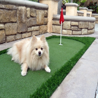 Synthetic Pet Grass Bloomington California Installation