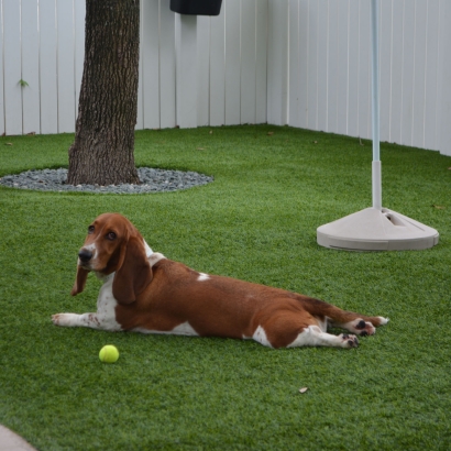 Turf Grass Escondido, California Indoor Dog Park, Dogs