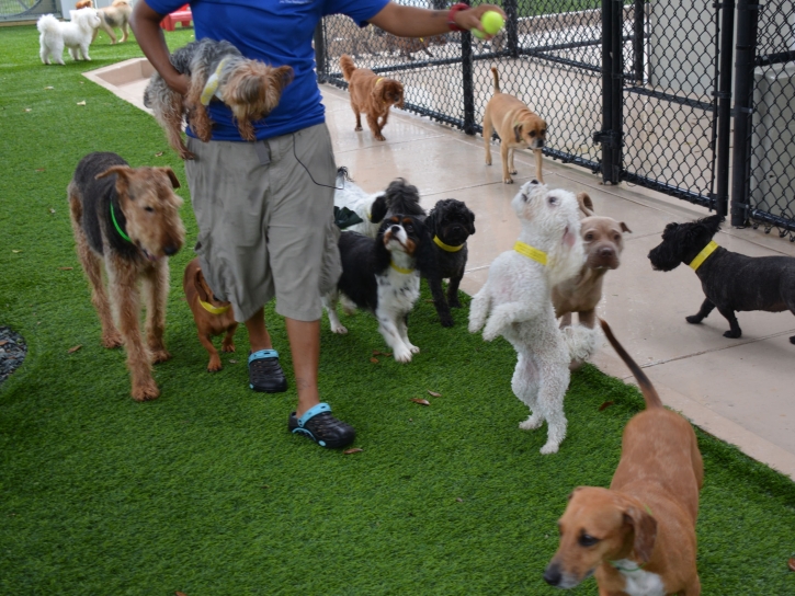 Artificial Grass La Jolla, California Pet Paradise, Dogs Park