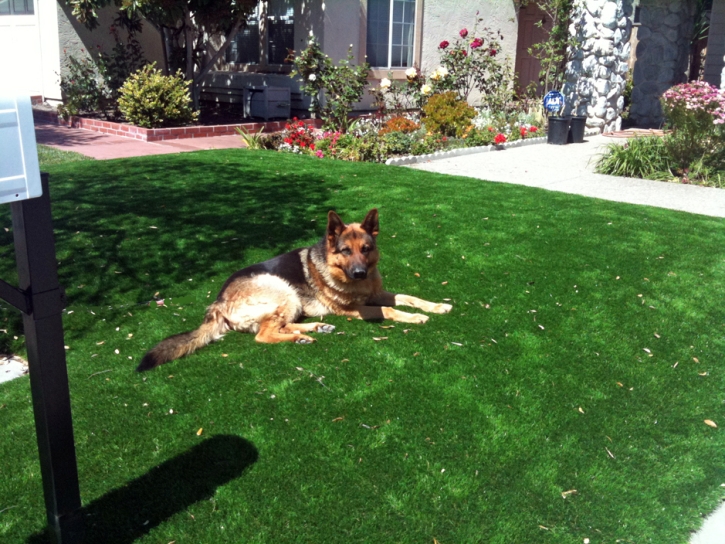 Artificial Pet Grass Cathedral City California Installation