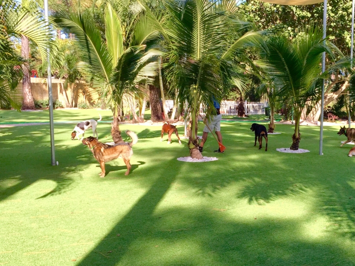 Artificial Turf Solana Beach, California Indoor Dog Park, Dog Kennels