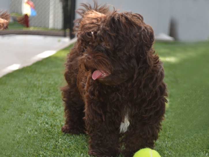 Best Artificial Grass San Diego, California Drainage, Dog Kennels