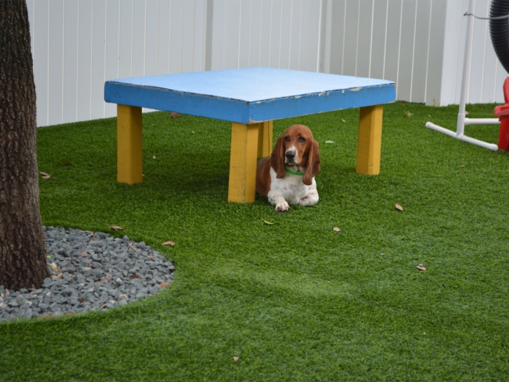 Fake Lawn Rancho Santa Fe, California Indoor Dog Park, Grass for Dogs