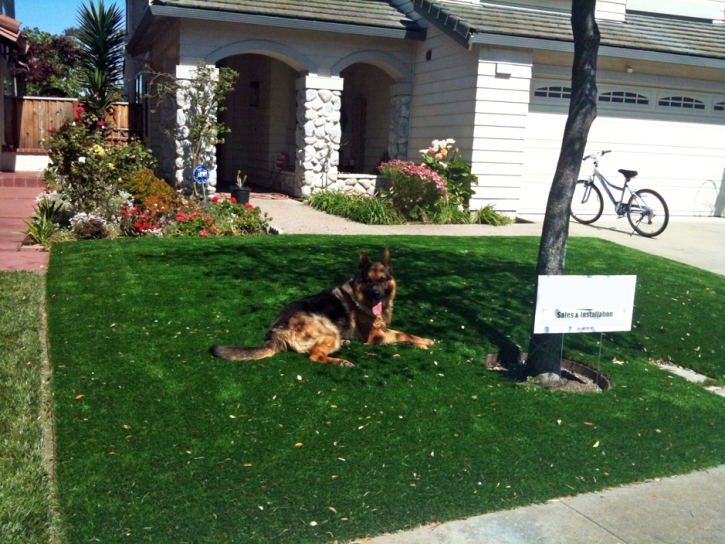 Fake Pet Grass Rancho San Diego California Installation