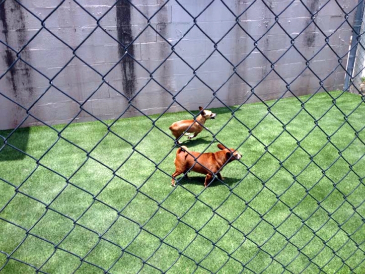 Fake Pet Grass Yucaipa California Installation Front Yard