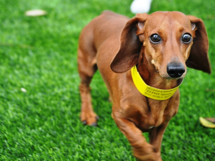 Fake Pet Turf National City California for Dogs