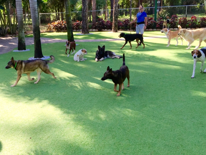 Grass Installation Valley Center, California Pet Grass, Dogs Park