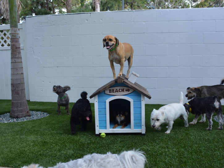 How To Install Artificial Grass Ramona, California Dog Parks, Dogs