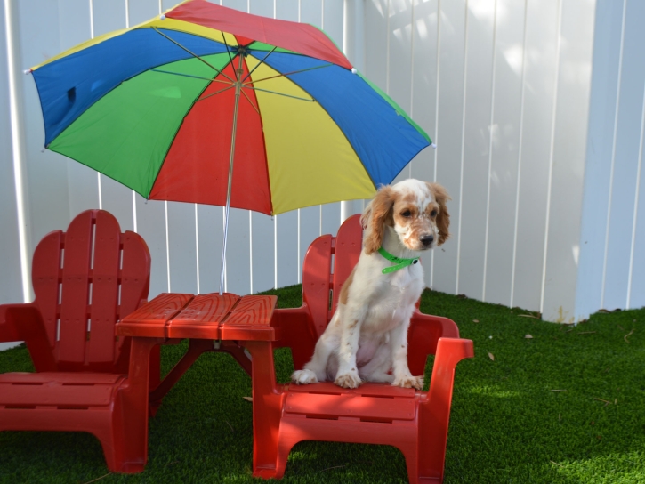 Lawn Services Alpine, California Grass For Dogs, Dogs Park