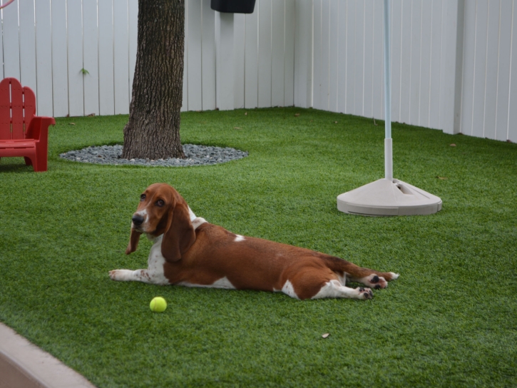 Turf Grass Escondido, California Indoor Dog Park, Dogs